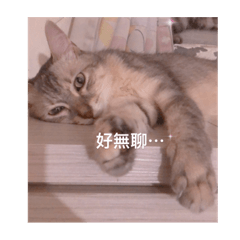 英短貓特輯