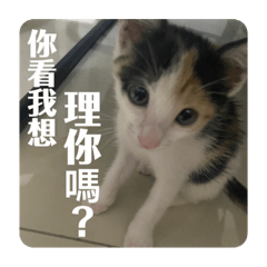 露西喵
