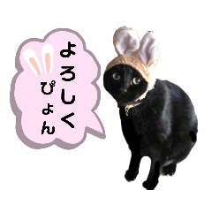 Neconosuke_3 Cats Sticker.