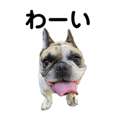 French Bulldog LEON and TORA 2