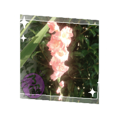 ☆ピンク色の花☆