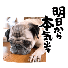 pug shizuku_20220629060024