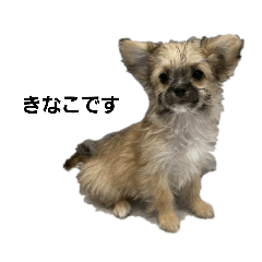 Kinaco_20220629110218