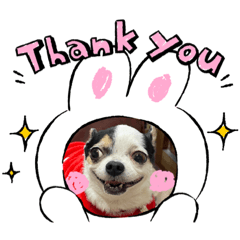 吉娃娃&小葵不給拍日常ing