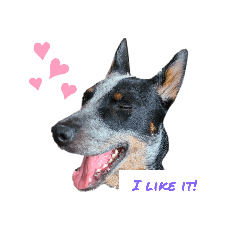 Robin the Australian Cattle Dog