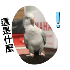 寵物鳥