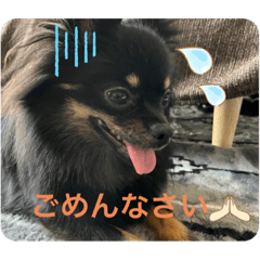 SHELLY_20220629203427