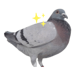 kokoko_20220629202213