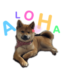 my shiba stamp