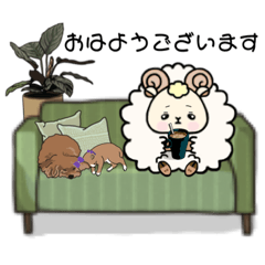 Yo-chan of the sheep