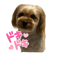 chii_with_cocoa_20220629204959