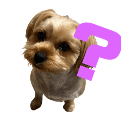 chii_with_cocoa_20220629210145