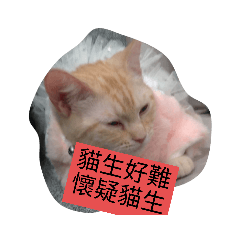 喵喵喵cat