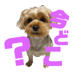 chii_with_cocoa_20220630014332