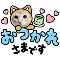 neko_no_aki