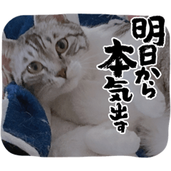 neko_no_kaori
