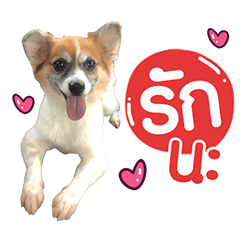 Little Dog Piakpoon V.2