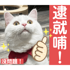 不死兔的貓貓-米米的台灣發音日文語