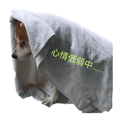 Emma日常語言（2）❤️