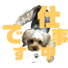 chii_with_cocoa_20220630180755