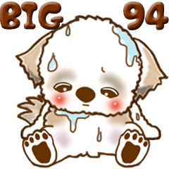 【Big】シーズー犬 94『とにかく暑い！』