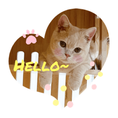 我們家可愛的小寶貝～英國短毛貓