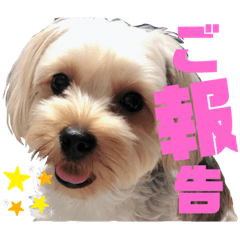 chii_with_cocoa_20220630225312