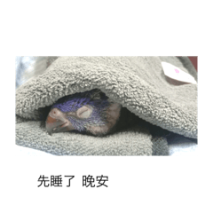 什麼 你在說什麼