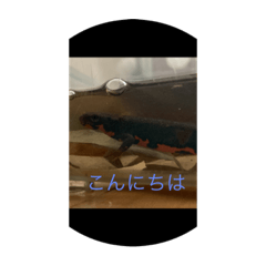 shin_20220701211815