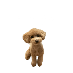 hikari_20220701225506