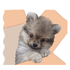 shrimp girl_20220701184609