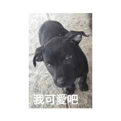 林叮噹