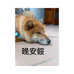 柴犬熊熊