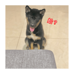 Kuroshiba - Jumbo 2.0