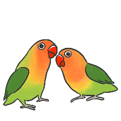 Fischer's Lovebird - Pipi & Pupu