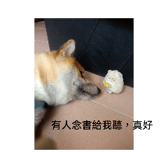 柴犬熊熊2