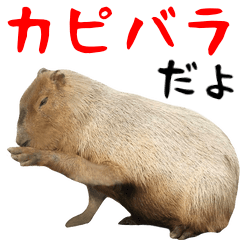 A capybara and animals