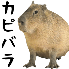 It is animals with a capybara