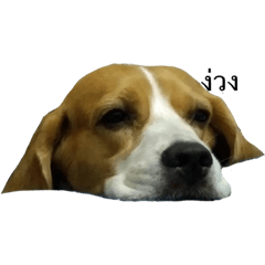 R bie A luu