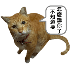 等等是媽媽的兒子