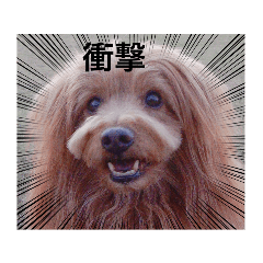 Fluffy protection dog photo sticker