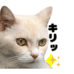 Nemuko.cat Sticker(nyantarou)