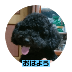 トイプードルのベース