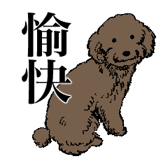 Cute brown toy poodle