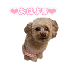 uchino_&_wanko