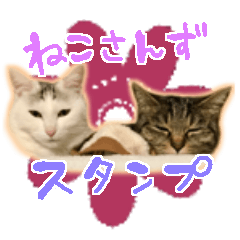 #046 cats *asachi