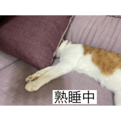 但柍