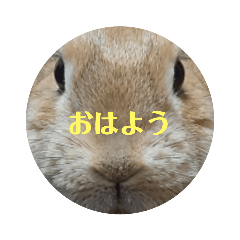 rabbit_20220705093223