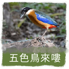 five-colored bird