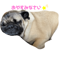 gonta_pug